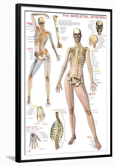 Skeletal System-null-Framed Premium Giclee Print