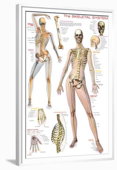 Skeletal System-null-Framed Premium Giclee Print