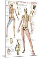 Skeletal System-null-Mounted Premium Giclee Print