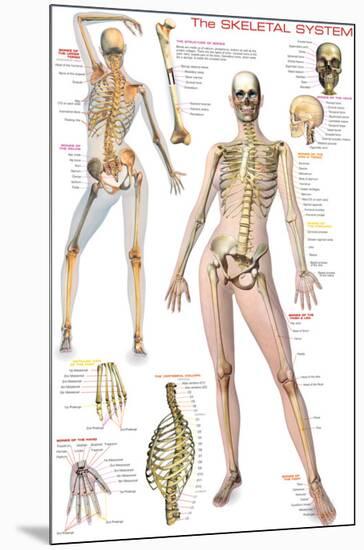 Skeletal System-null-Mounted Premium Giclee Print