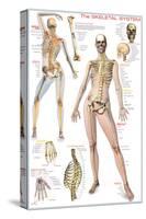 Skeletal System-null-Stretched Canvas