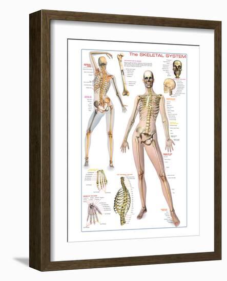 Skeletal System-null-Framed Art Print