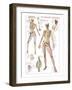 Skeletal System-null-Framed Art Print