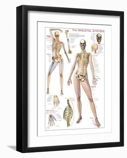 Skeletal System-null-Framed Art Print