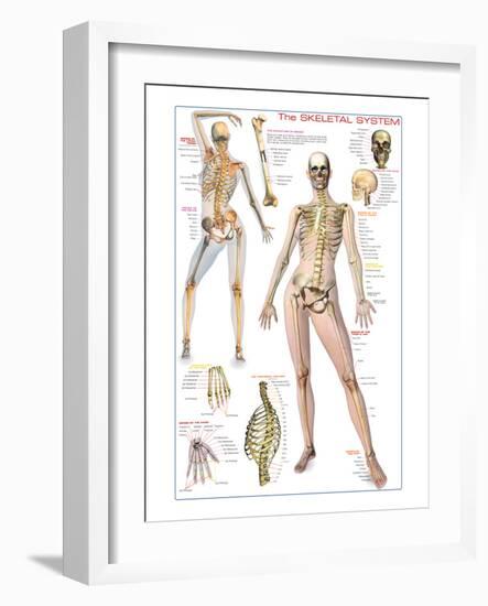 Skeletal System-null-Framed Art Print