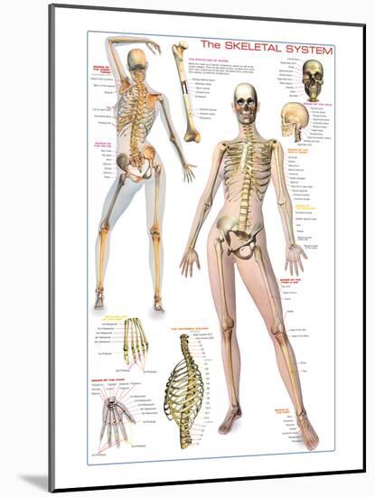 Skeletal System-null-Mounted Art Print