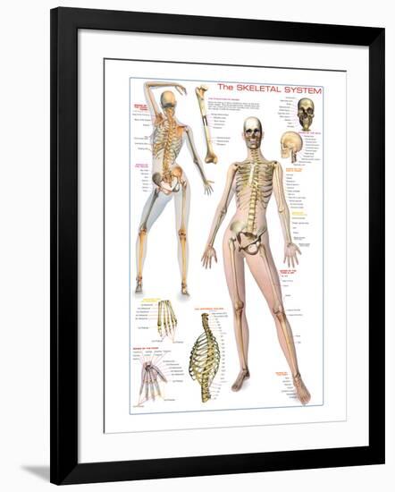 Skeletal System-null-Framed Art Print