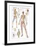 Skeletal System-null-Framed Art Print