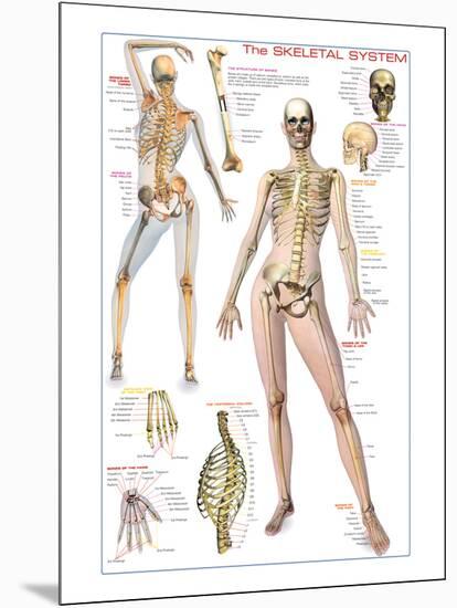 Skeletal System-null-Mounted Art Print