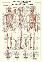 Skeletal System-null-Lamina Framed Poster