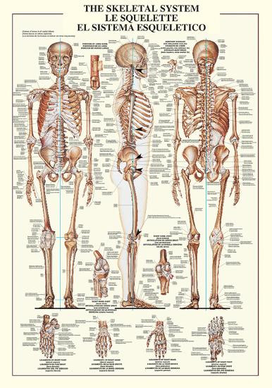 Skeletal System-null-Lamina Framed Poster