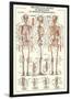 Skeletal System-null-Lamina Framed Poster