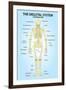 Skeletal Systemior View Anatomy-null-Framed Art Print