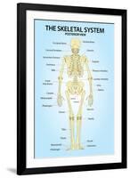 Skeletal Systemior View Anatomy-null-Framed Art Print