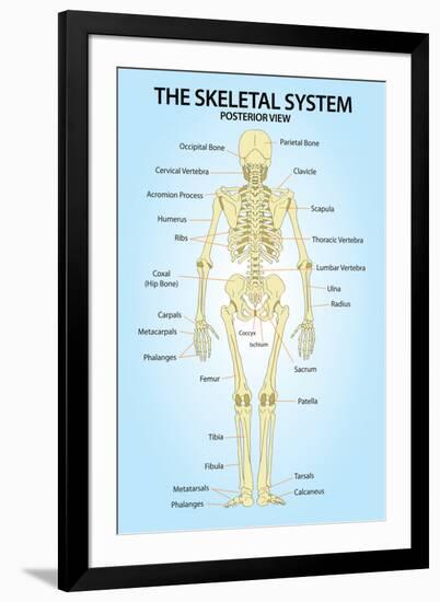Skeletal Systemior View Anatomy-null-Framed Art Print