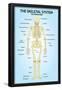 Skeletal Systemior View Anatomy-null-Framed Poster