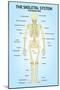 Skeletal Systemior View Anatomy-null-Mounted Poster