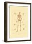 Skeleton, 1833-39-null-Framed Giclee Print