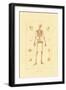 Skeleton, 1833-39-null-Framed Giclee Print