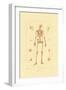 Skeleton, 1833-39-null-Framed Giclee Print