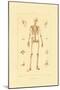 Skeleton, 1833-39-null-Mounted Giclee Print