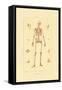 Skeleton, 1833-39-null-Framed Stretched Canvas