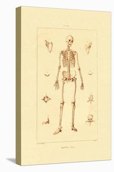 Skeleton, 1833-39-null-Stretched Canvas