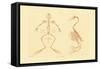 Skeleton, 1833-39-null-Framed Stretched Canvas