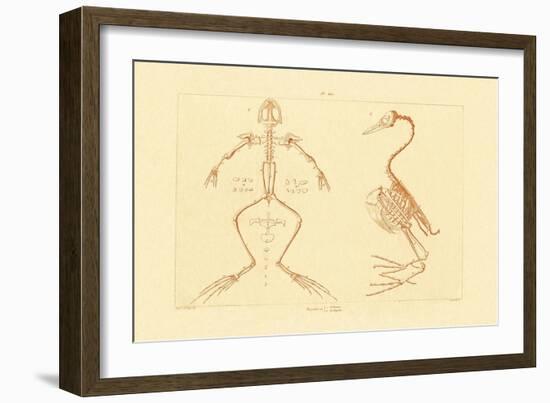 Skeleton, 1833-39-null-Framed Giclee Print