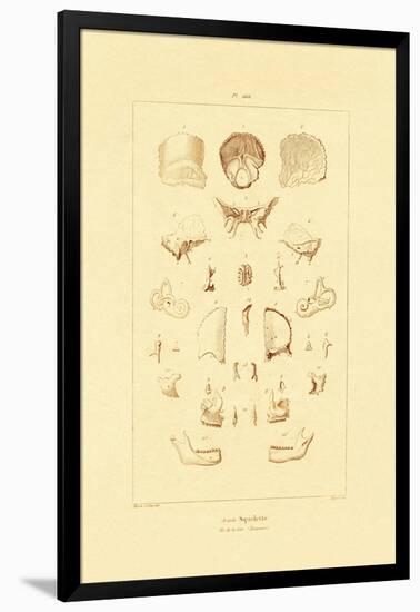 Skeleton, 1833-39-null-Framed Giclee Print