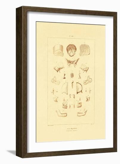 Skeleton, 1833-39-null-Framed Giclee Print