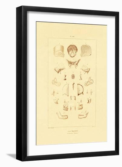 Skeleton, 1833-39-null-Framed Giclee Print