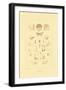 Skeleton, 1833-39-null-Framed Giclee Print