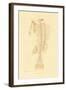 Skeleton, 1833-39-null-Framed Giclee Print