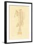 Skeleton, 1833-39-null-Framed Giclee Print