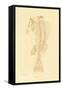 Skeleton, 1833-39-null-Framed Stretched Canvas