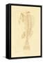 Skeleton, 1833-39-null-Framed Stretched Canvas