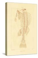 Skeleton, 1833-39-null-Stretched Canvas