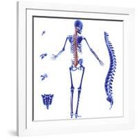 Skeleton And Spine, Computer Artwork-PASIEKA-Framed Photographic Print