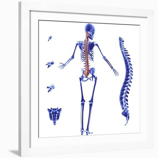 Skeleton And Spine, Computer Artwork-PASIEKA-Framed Photographic Print