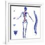 Skeleton And Spine, Computer Artwork-PASIEKA-Framed Photographic Print