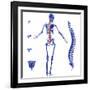 Skeleton And Spine, Computer Artwork-PASIEKA-Framed Photographic Print