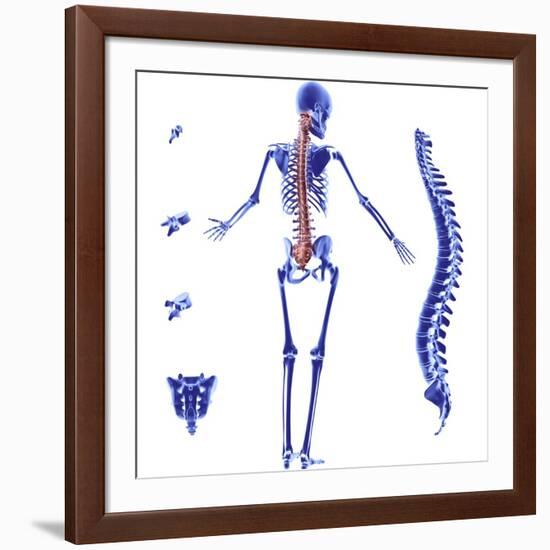 Skeleton And Spine, Computer Artwork-PASIEKA-Framed Photographic Print