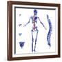 Skeleton And Spine, Computer Artwork-PASIEKA-Framed Photographic Print