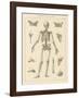 Skeleton Chart-Wild Apple Portfolio-Framed Art Print