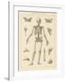 Skeleton Chart-Wild Apple Portfolio-Framed Art Print