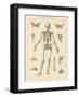 Skeleton Chart-Wild Apple Portfolio-Framed Art Print