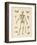 Skeleton Chart-Wild Apple Portfolio-Framed Art Print