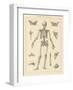 Skeleton Chart-Wild Apple Portfolio-Framed Art Print