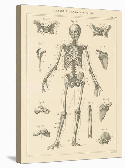 Skeleton Chart-Wild Apple Portfolio-Stretched Canvas